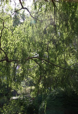 Garden View - Willow Tree