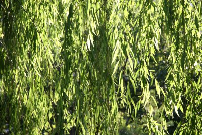 Garden View - Willow Tree