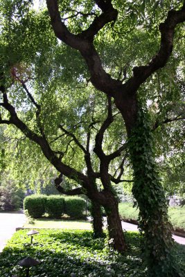 Garden View - Cherry Trees