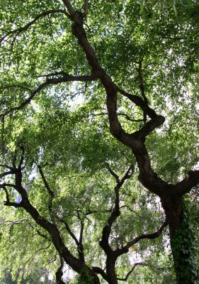 Garden View - Cherry Trees