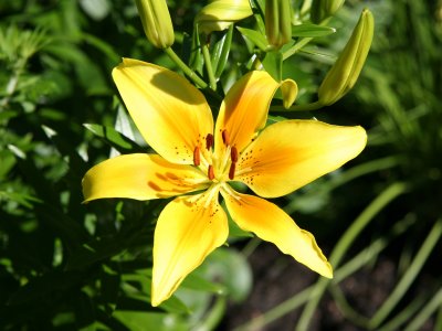 Yellow Lily Blossom