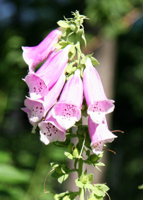 Foxglove