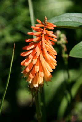 Kniphofia - Torch or Red Hot Poker Flower