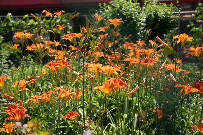 Day Lilies