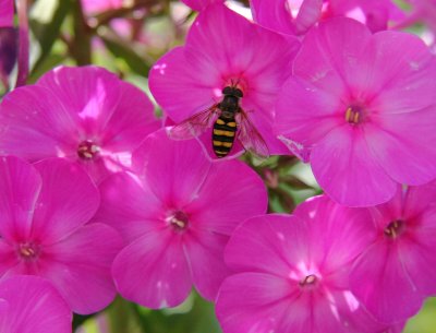 Bee on Phlox Blossom