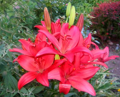 Red Brick Lilies
