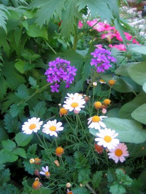 Garden View - Daisies & Verbena