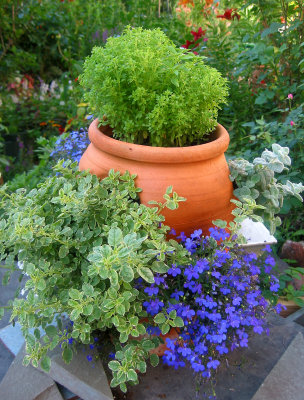 Garden Corner - Blue Lobelia