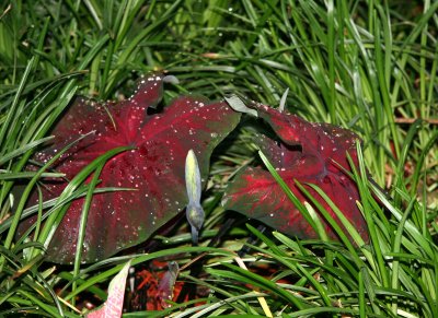 'Freida Hemple' Caladium at the Ascension Church Garden