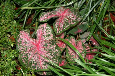 Caladium at the Ascension Church Garden