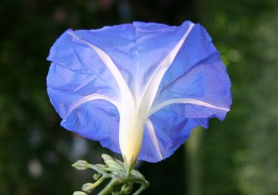 Heavenly Blue Morning Glory