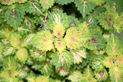 Coleus - Sidewalk Garden