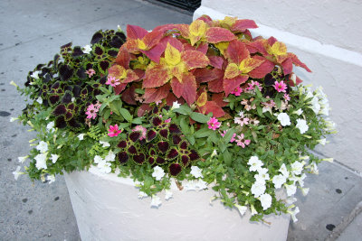 Planter Tub Arrangement