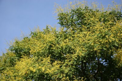 Golden Rain Tree