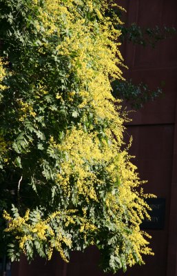 Golden Rain Tree