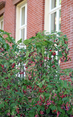 Prunus Tree with Fruit