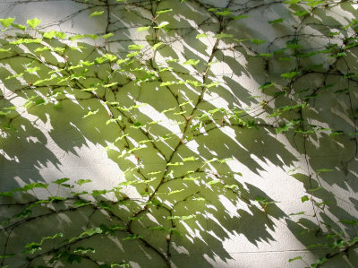 Wall Vine with Shadows