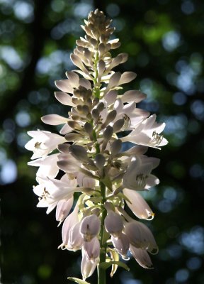 Hosta Blossom