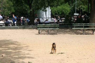 Pug - The Guard Dog at the Dog Run