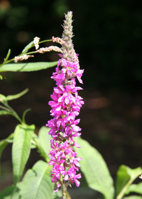 Loosestrife Blossom