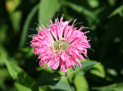 Bee Balm