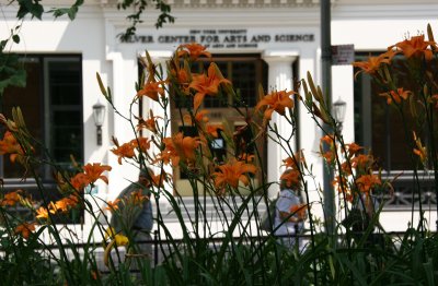 Day Lilies at Washington Square East