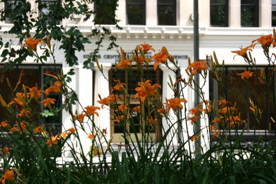 Day Lilies at Washington Square East