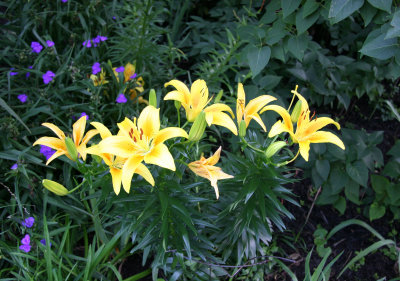 Yellow Lilies