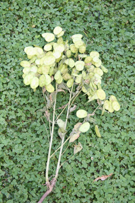Lunaria annua or Money Plant