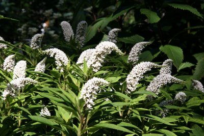 Lysimachia or Gooseneck Flowers