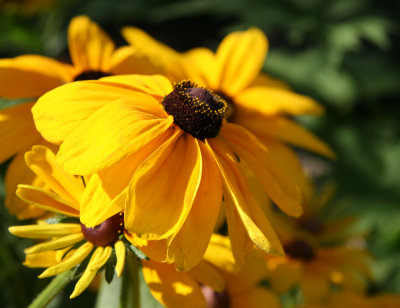 Blackeyed Susans