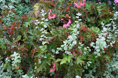 Ground Foliage - Begonia & Other Foliage