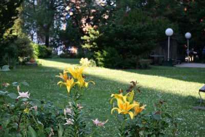 Garden View - Yellow Lilies