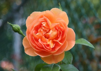 Pat Austin Rose