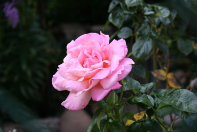 Pink Rose