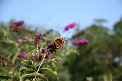 Butterfly Bush