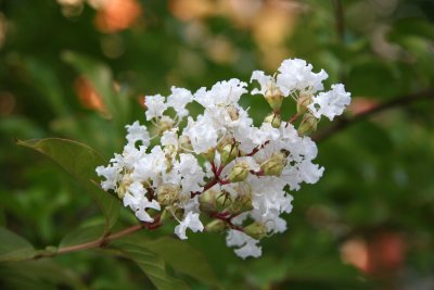 White Crepe Myrtle Blossoms