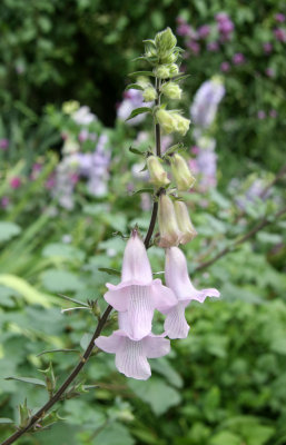 Penstemon