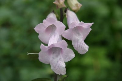 Penstemon