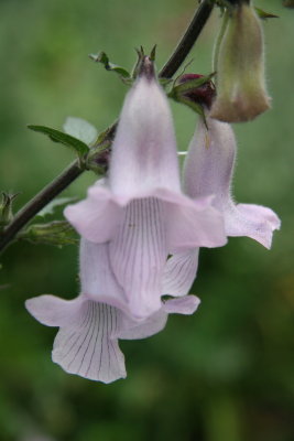 Penstemon