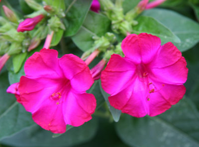 Nicotiana