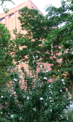 Hibiscus Bush & NYU Library