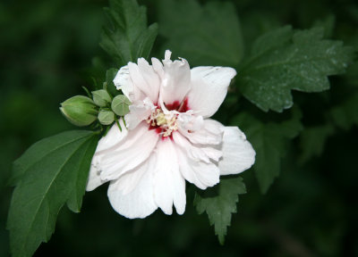 Hibiscus Bush Blossom