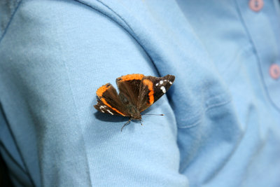 Red Admiral Butterfly