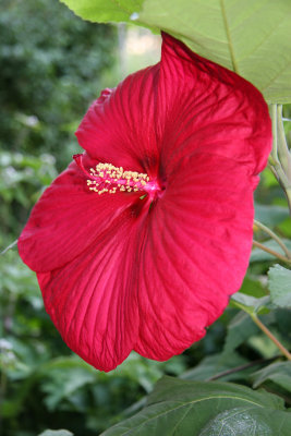 Giant Red Panda Hibiscus