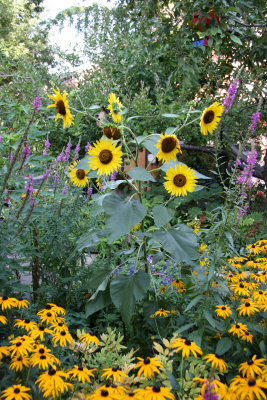 Garden View - Sunflowers, Blackeyed Susans...