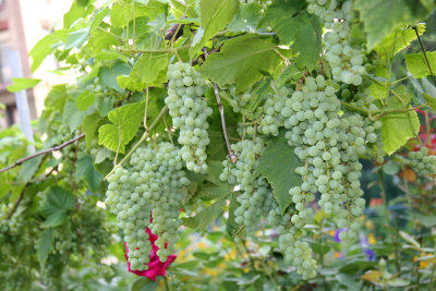 Garden View - Grape Crop