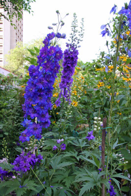 Garden View - Delphinium