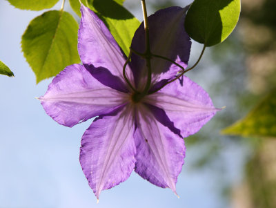 Clematis