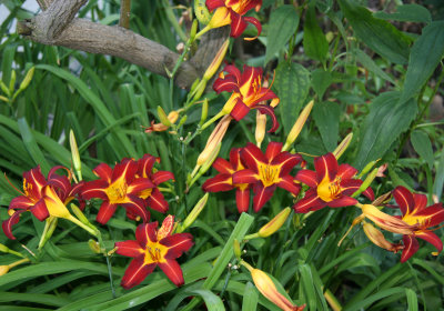 Day Lilies